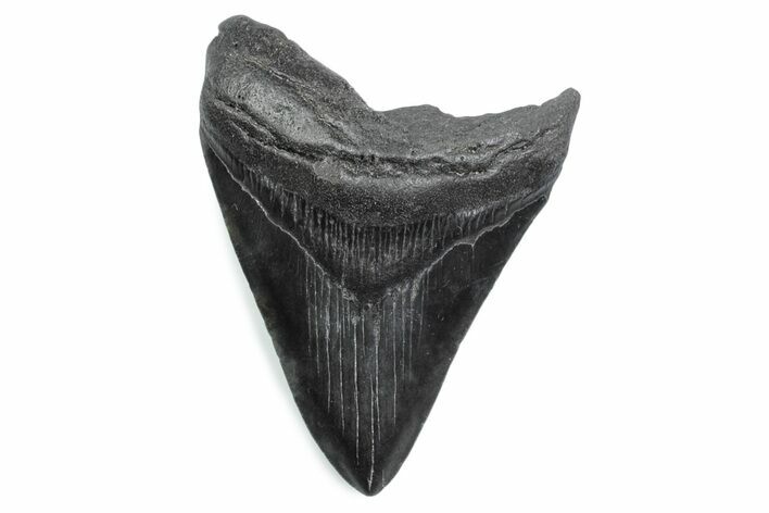 Serrated, Fossil Megalodon Tooth - South Carolina #370483